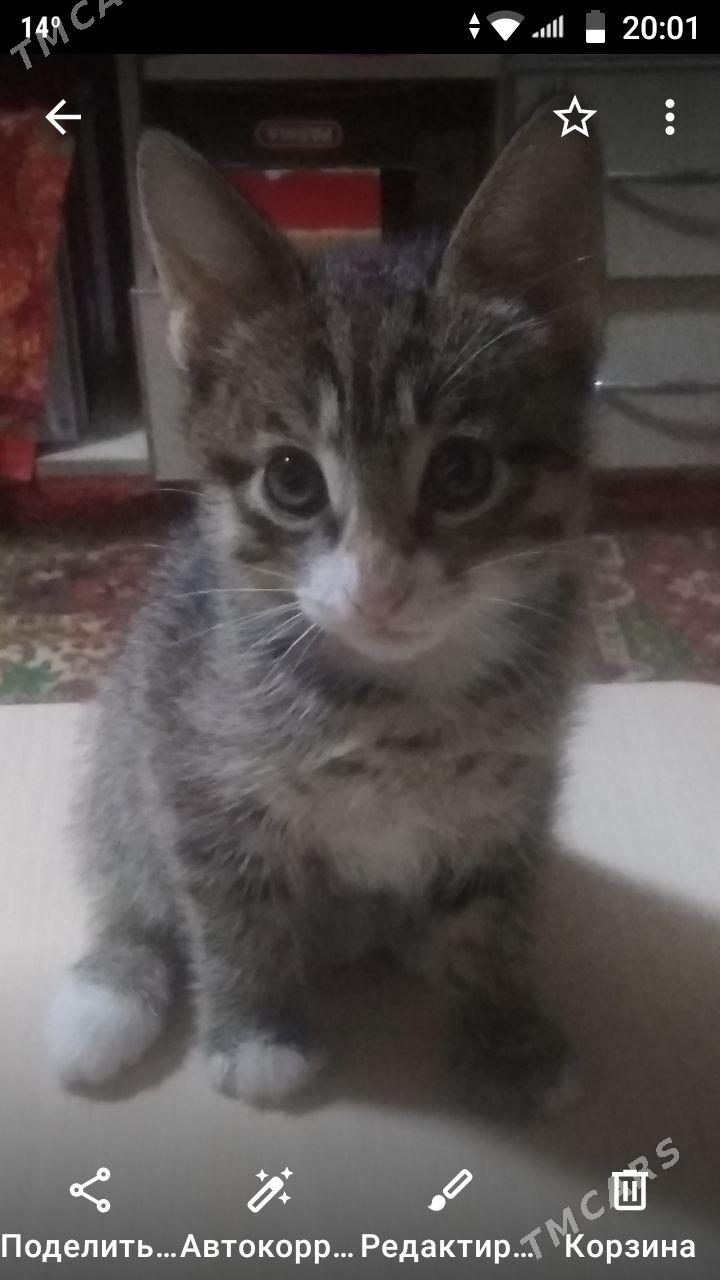 Котята - Бузмеин ГРЭС - img 3