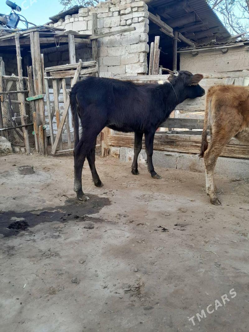 Tüwe - Кëши - img 4