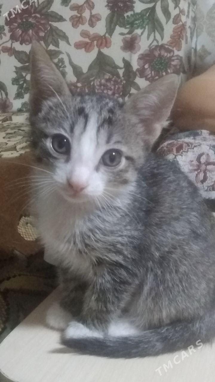 Котята - Бузмеин ГРЭС - img 2