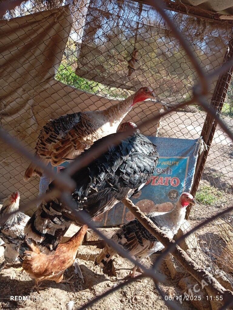 İNDUK - Tejen - img 2