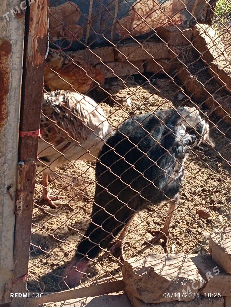 İNDUK - Tejen - img 4