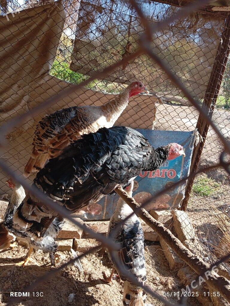 İNDUK - Tejen - img 1