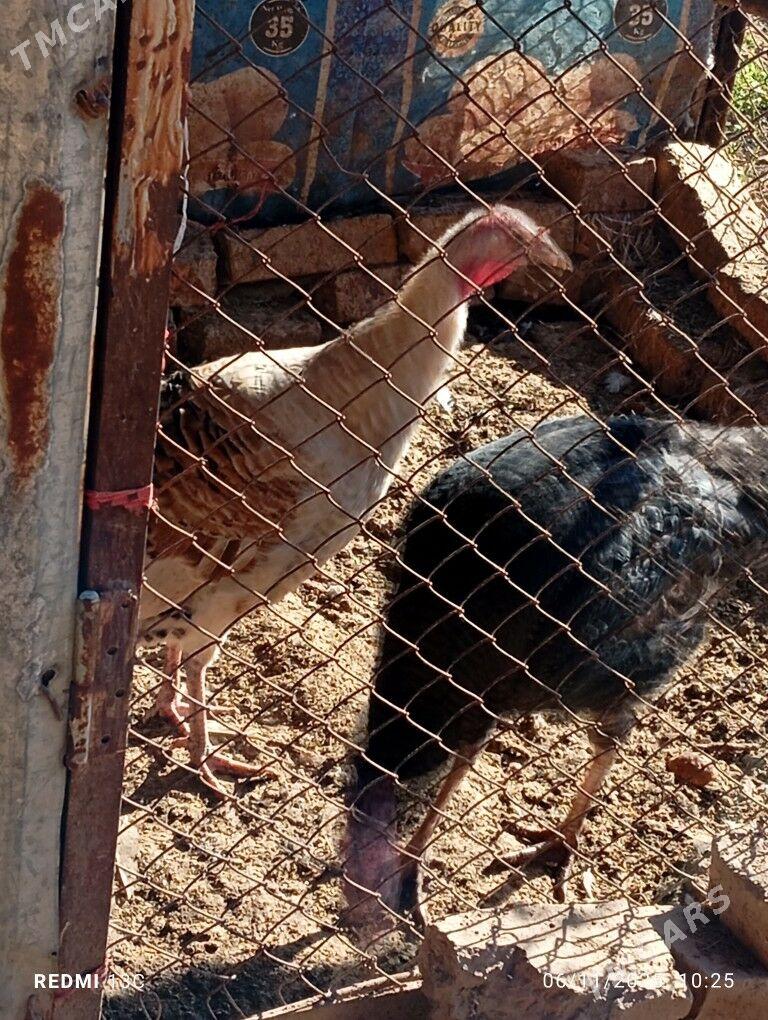 İNDUK - Tejen - img 3