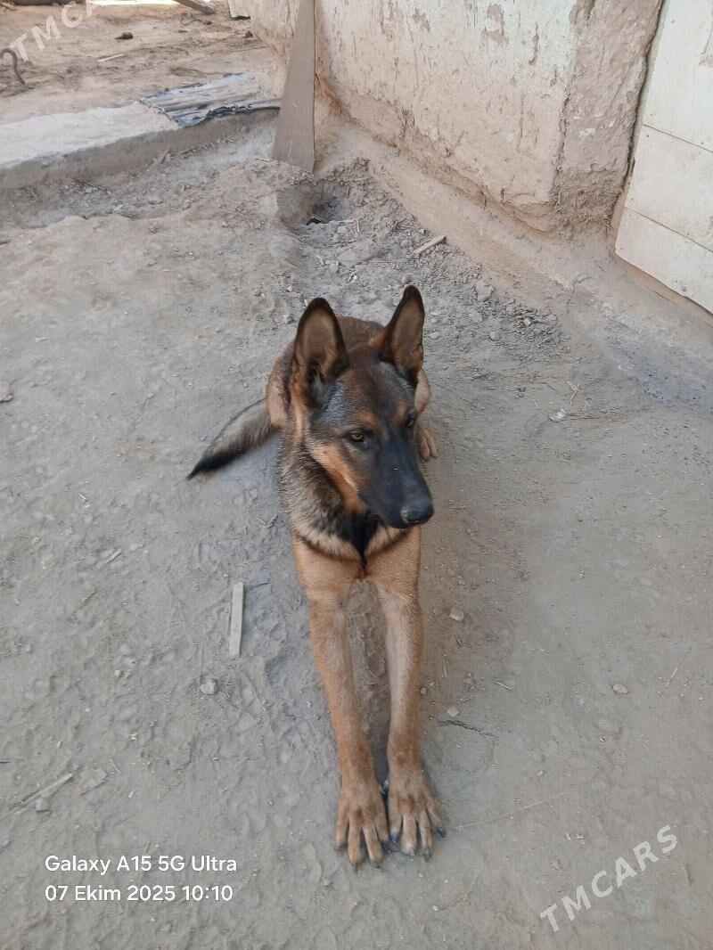 Afçarka - Daşoguz - img 2