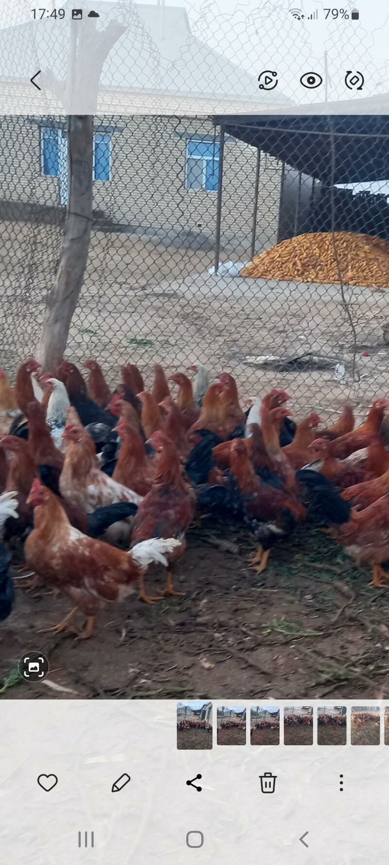 ХОРАЗ - Каракумский этрап - img 2