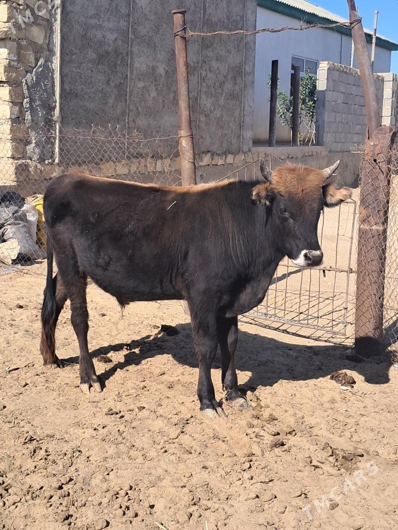 Öküz - Эсенгулы - img 2