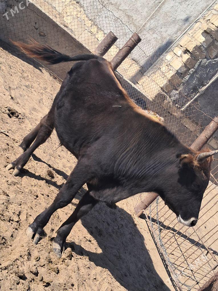 Öküz - Эсенгулы - img 1