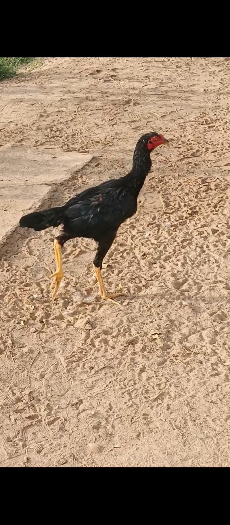 Gara türk horaz Gara türk - Mary - img 2