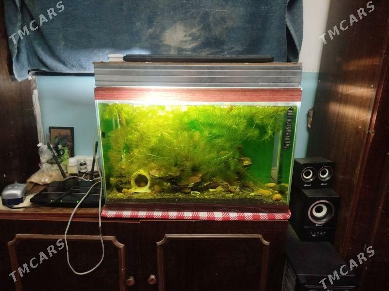 Akwarium wse komplekt - Ашхабад - img 1
