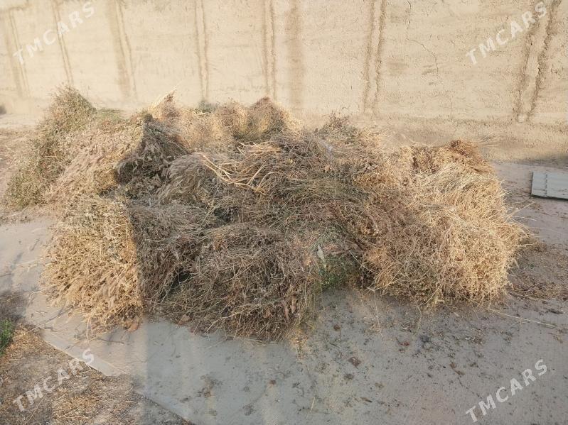 Yorunja bede - Гёкдепе - img 2