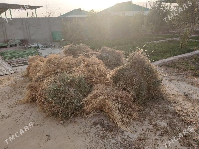 Yorunja bede - Гёкдепе - img 3