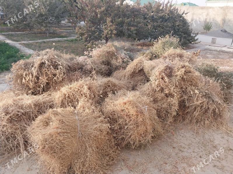 Yorunja bede - Гёкдепе - img 1