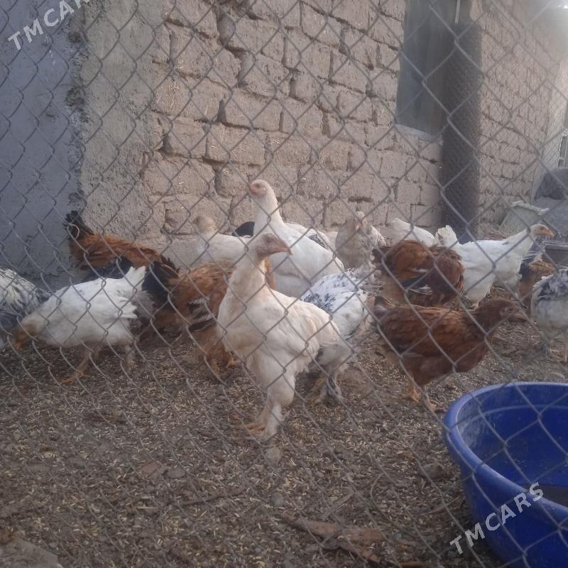 balgar juyje towuk - Kaka - img 2