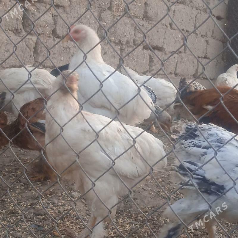 balgar juyje towuk - Kaka - img 3