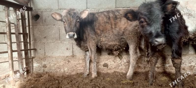 goleli sygyr bogaz - Ак-Бугдайский этрап - img 3