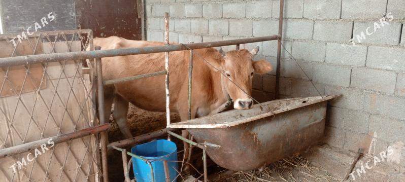 goleli sygyr bogaz - Ak bugdaý etraby - img 1