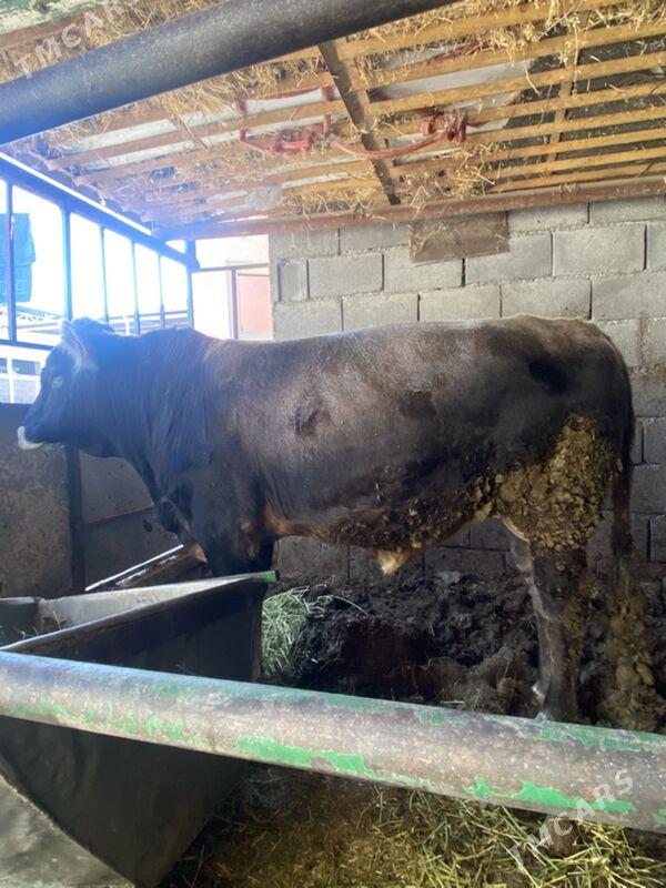 okuz - Bagyr - img 3