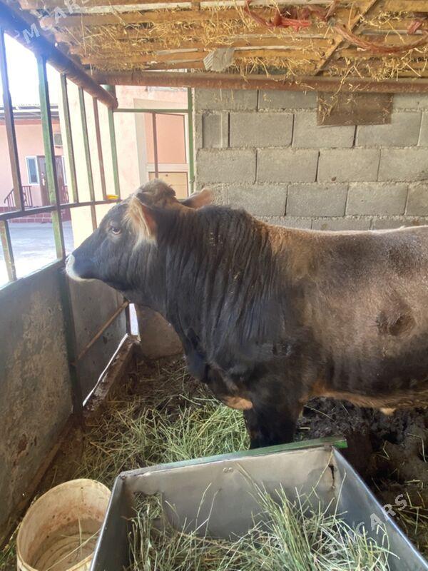 okuz - Bagyr - img 6