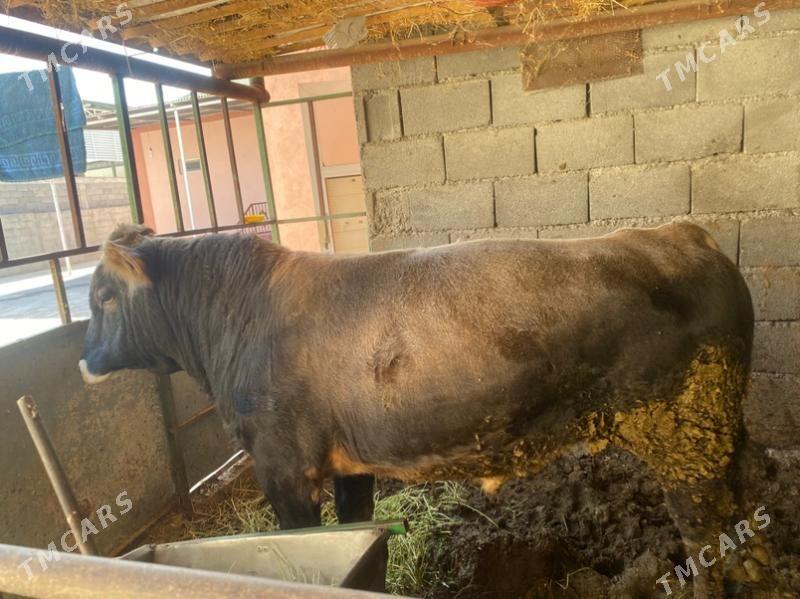 okuz - Bagyr - img 5