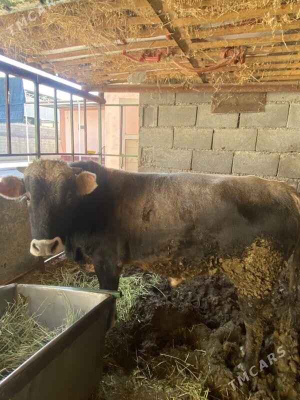 okuz - Bagyr - img 2