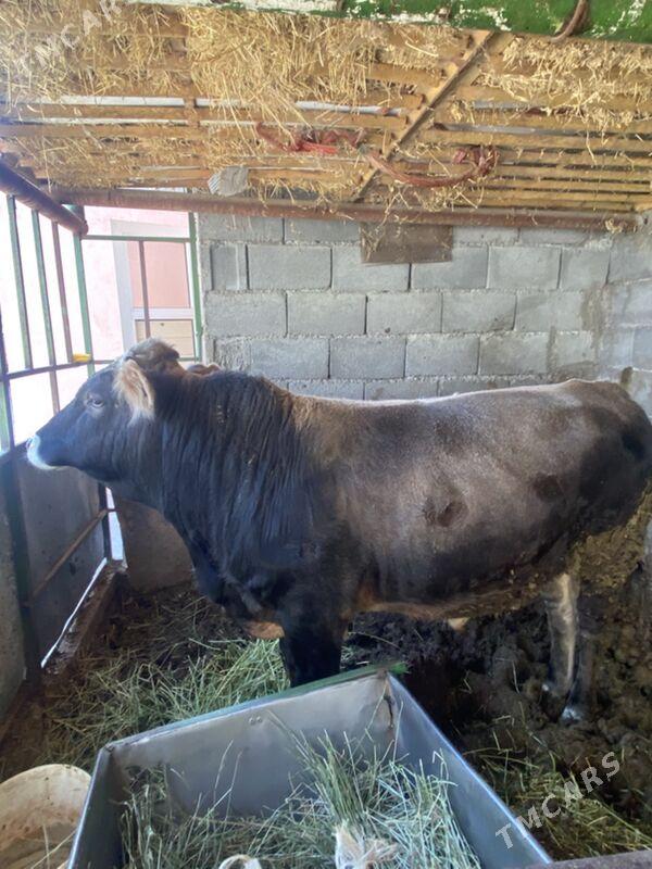 okuz - Bagyr - img 1