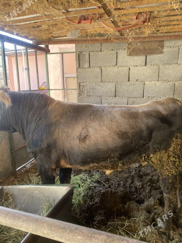 okuz - Bagyr - img 4