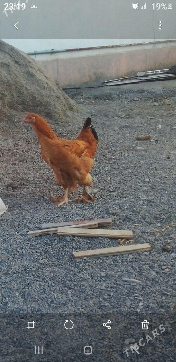 Balgar horaz - Gypjak - img 2