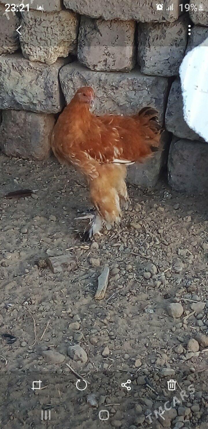 Balgar horaz - Gypjak - img 3