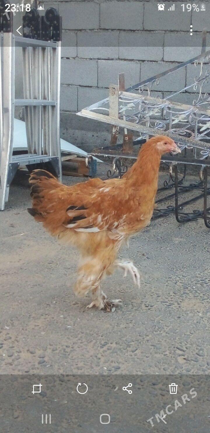 Balgar horaz - Gypjak - img 5