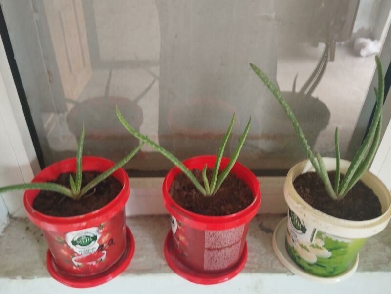 Aloe gul - Balkanabat - img 2