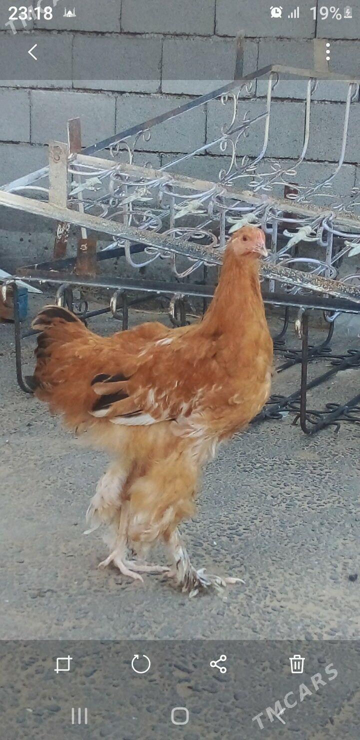 Balgar horaz - Gypjak - img 4