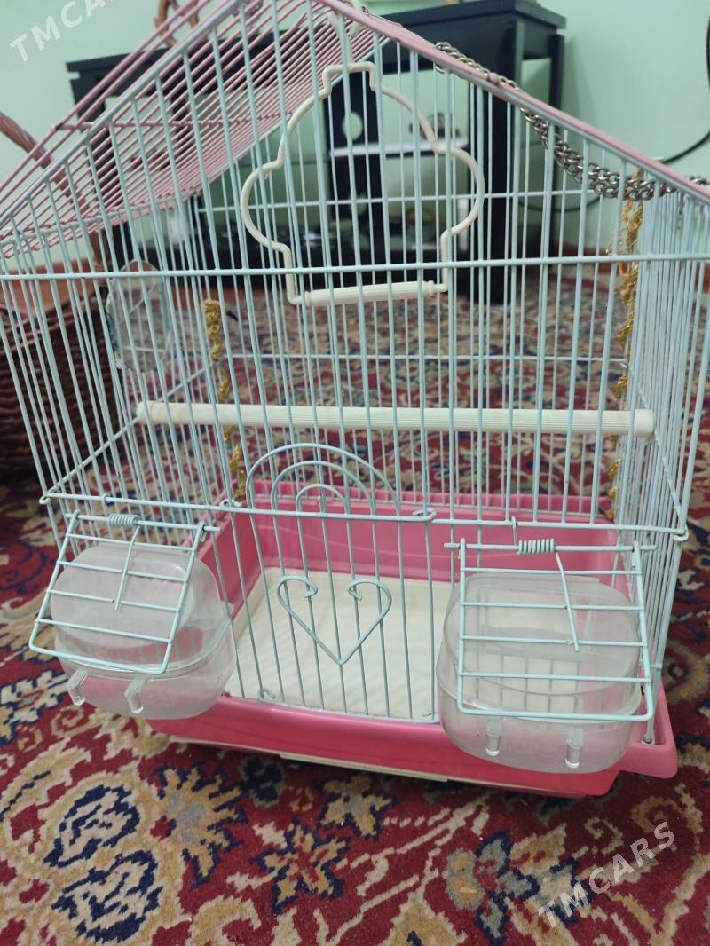 Guş ketek - 11 mkr - img 2