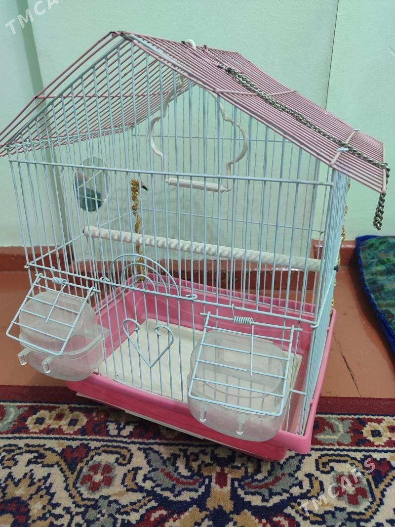 Guş ketek - 11 mkr - img 1