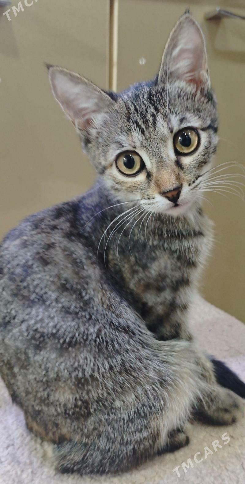 Котёнок кошечка - Ашхабад - img 3