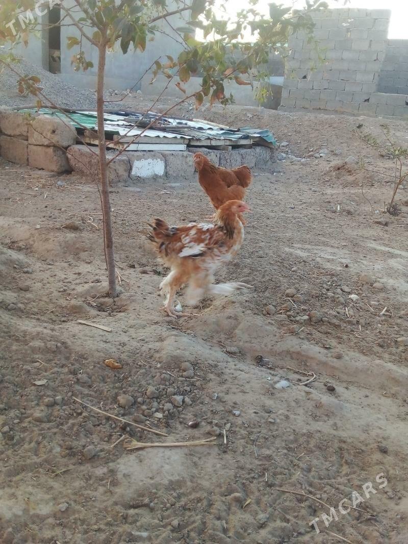 Balgar horaz - Gypjak - img 3