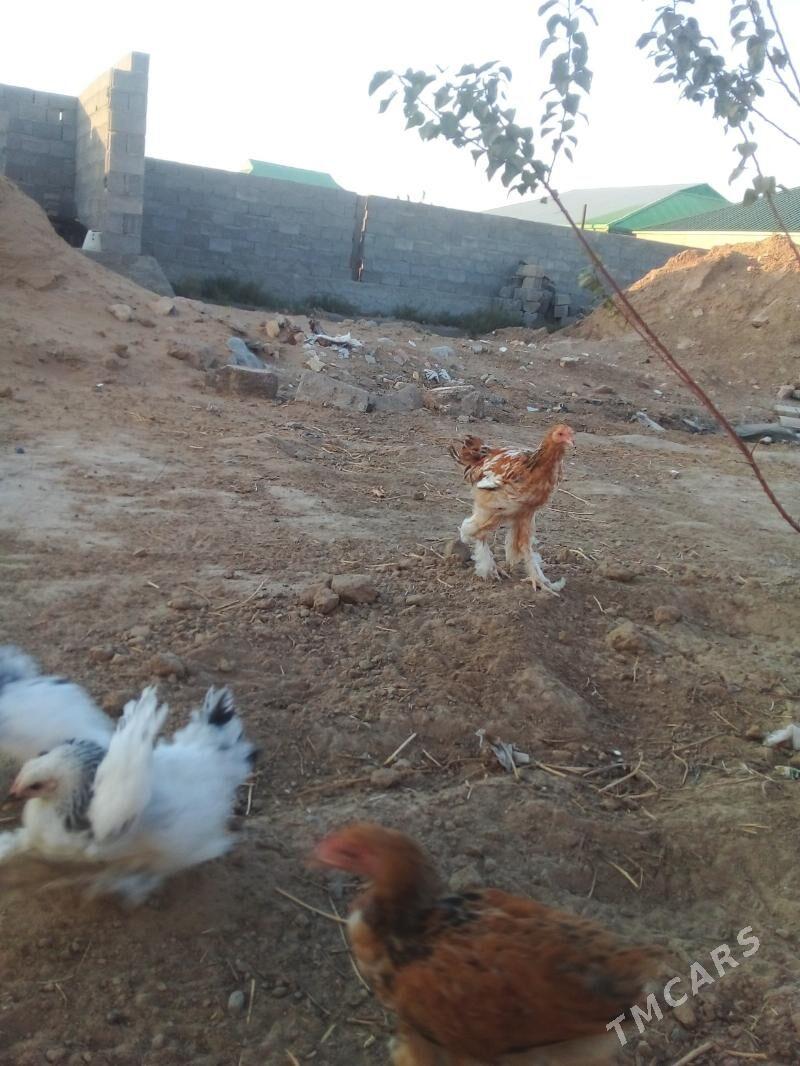 Balgar horaz - Gypjak - img 2