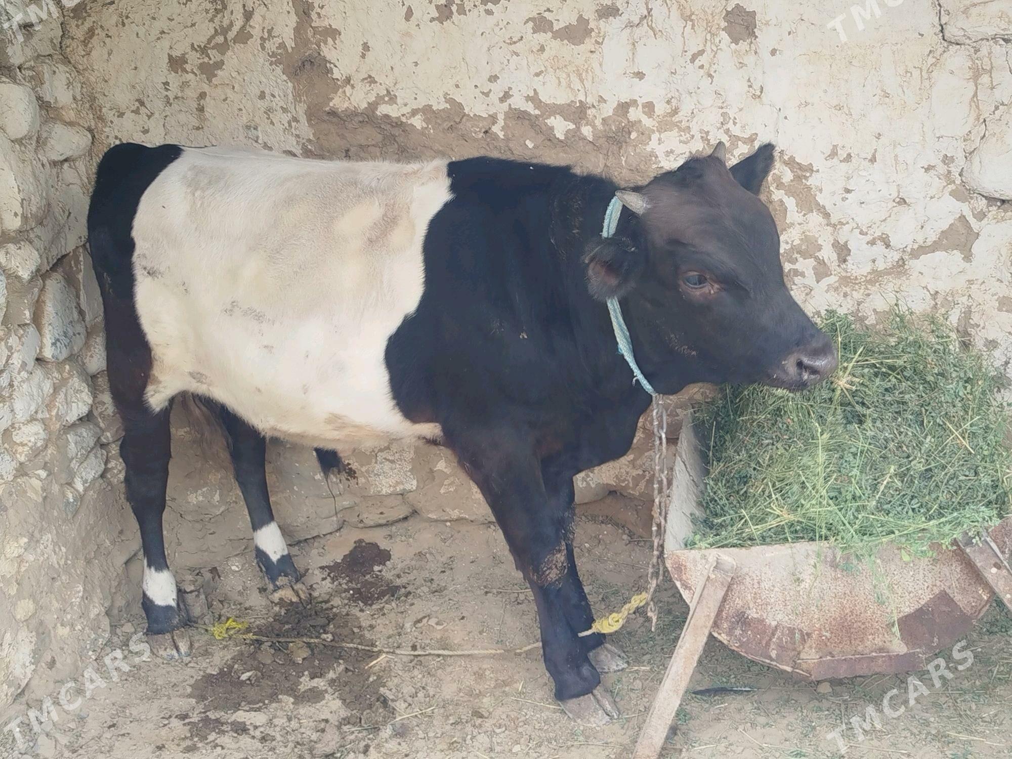 öküz - Гызыларбат - img 2