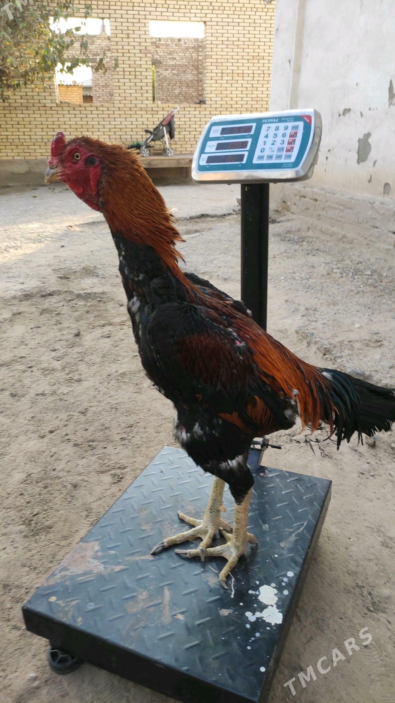 Taskent - Мары - img 1