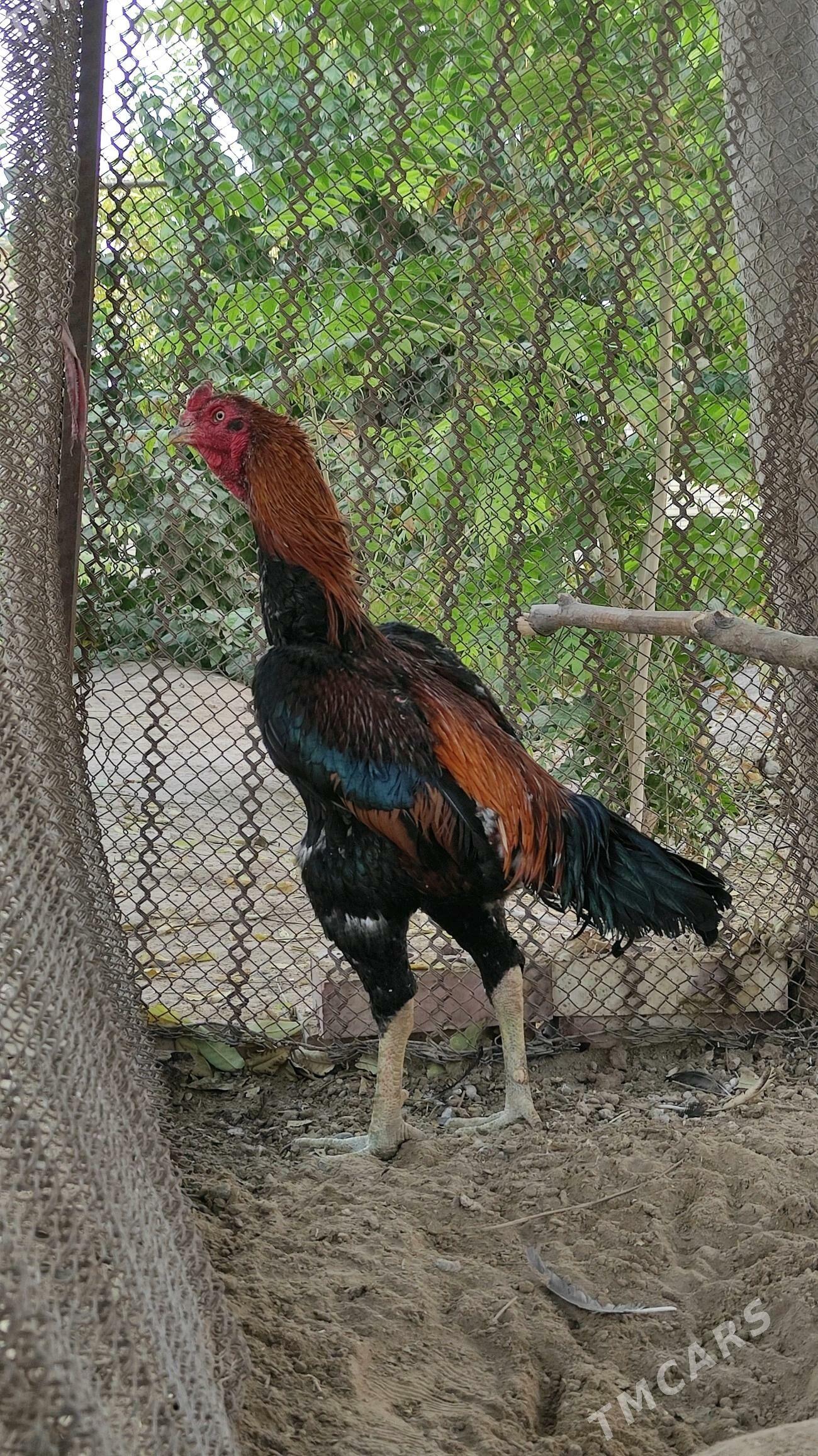 Taskent - Мары - img 2