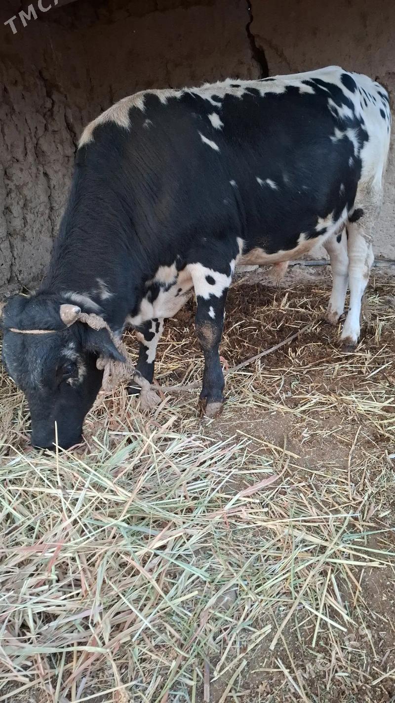 ÖKÜZ - Türkmenbaşy etr. - img 1