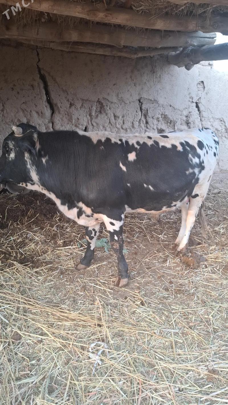 ÖKÜZ - Türkmenbaşy etr. - img 3