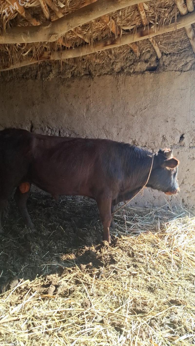 ÖKÜZ - етр. Туркменбаши - img 1