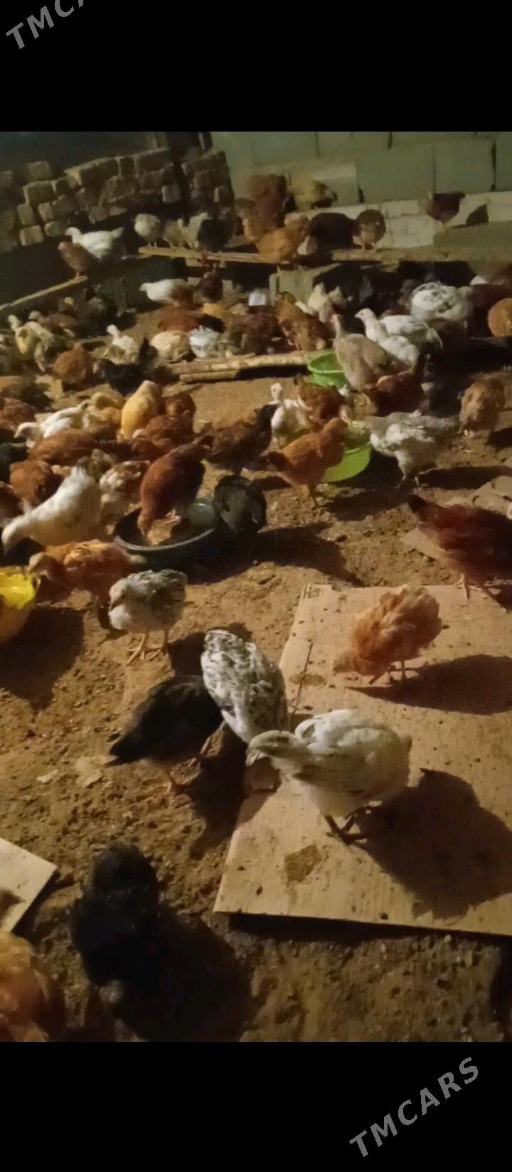 Jüje-jüýje - Бабадайхан - img 1