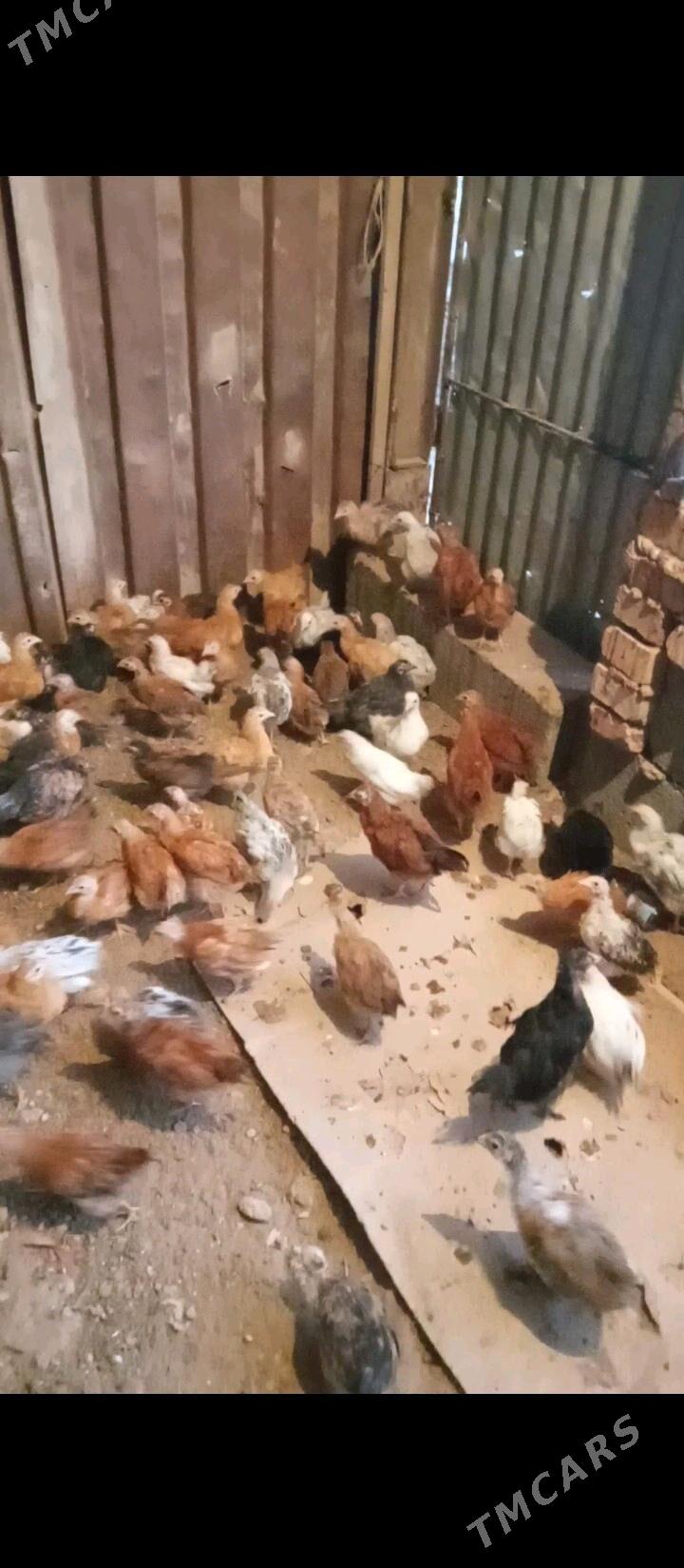 Jüje-jüýje - Бабадайхан - img 3