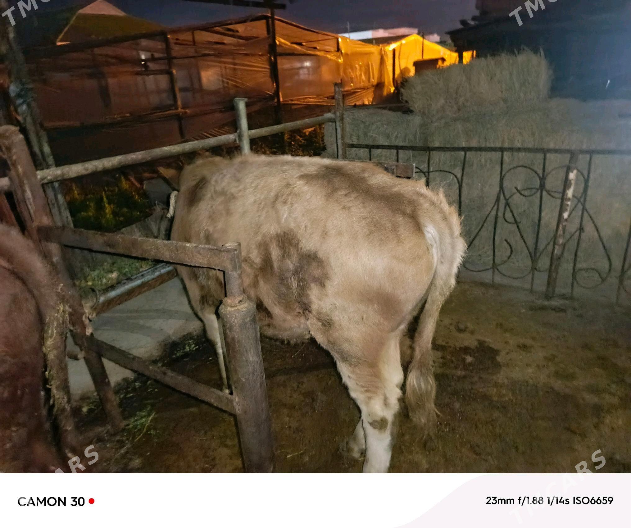 ökiz - Büzmeýin - img 4