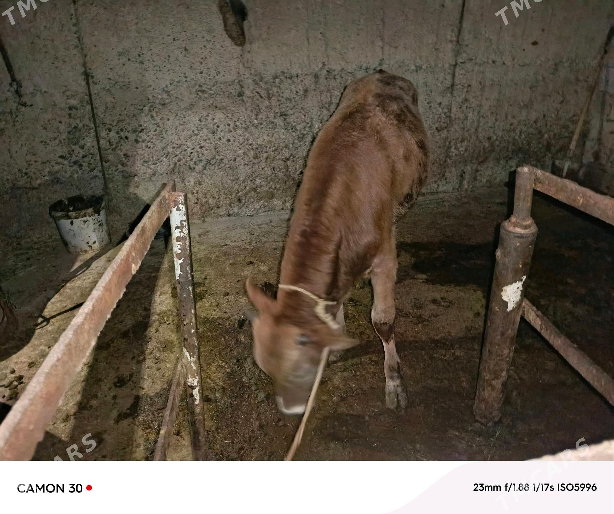 ökiz - Büzmeýin - img 2