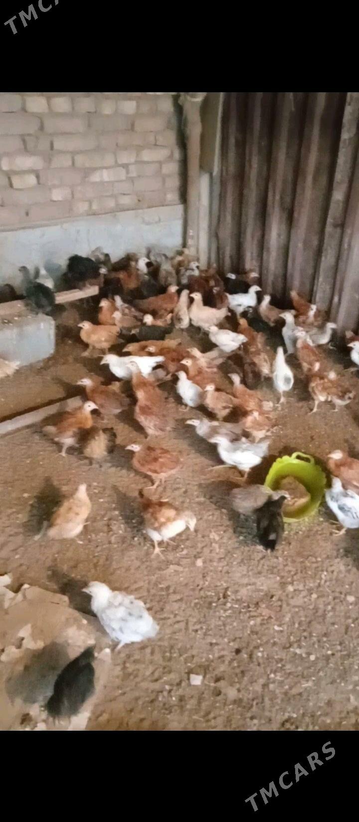 Jüje-jüýje - Бабадайхан - img 2