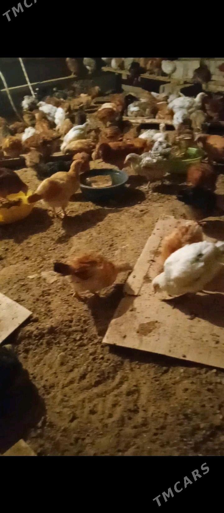 Jüje-jüýje - Бабадайхан - img 4