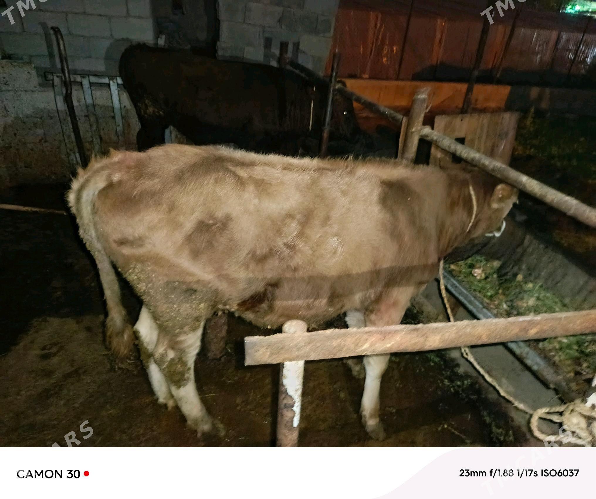 ökiz - Büzmeýin - img 3