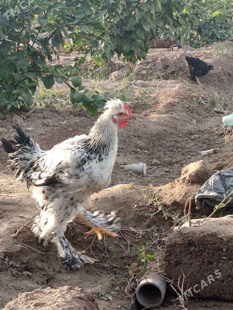 parodo horazlar - Mary - img 4